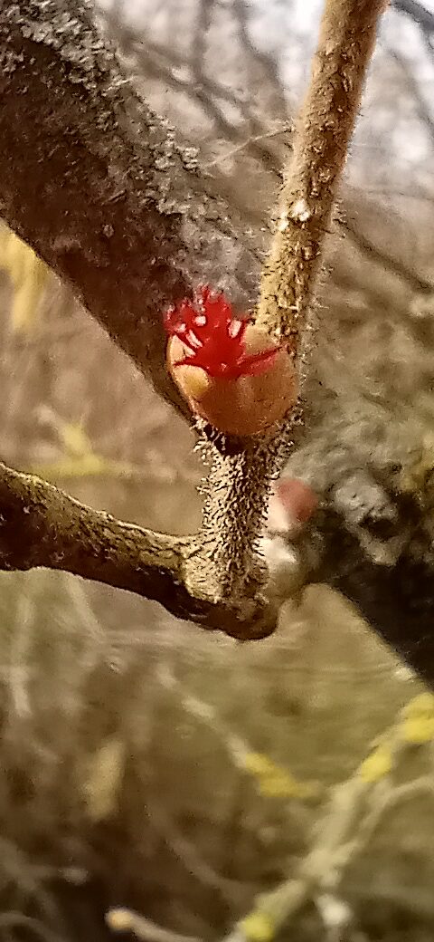 L art thérapeutique de la nature et de la couleur pourpre.