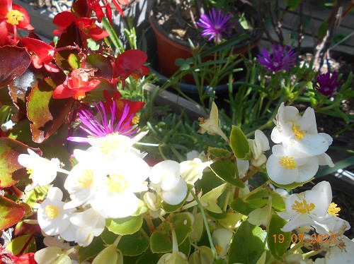 Stage d'été avec les esprit de la nature et evelyne cavallero energie